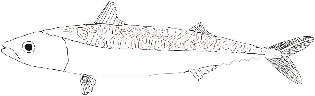 maquereau