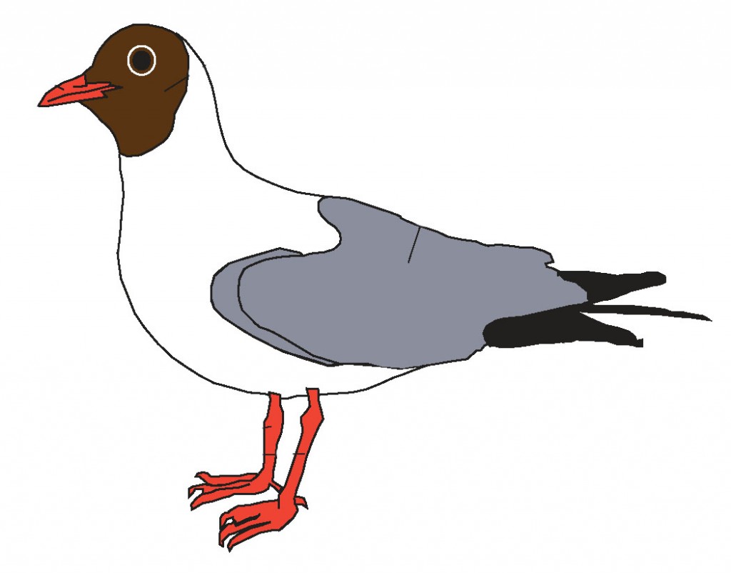 Mouette rieuse coloriage avec Walter