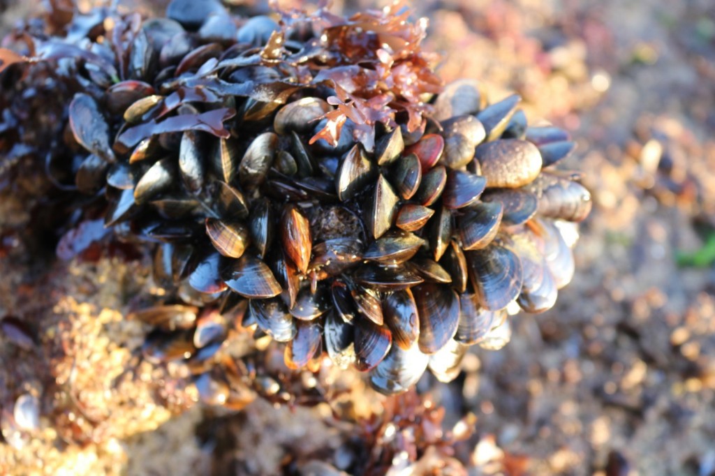 bouquet de moules (4) [site]