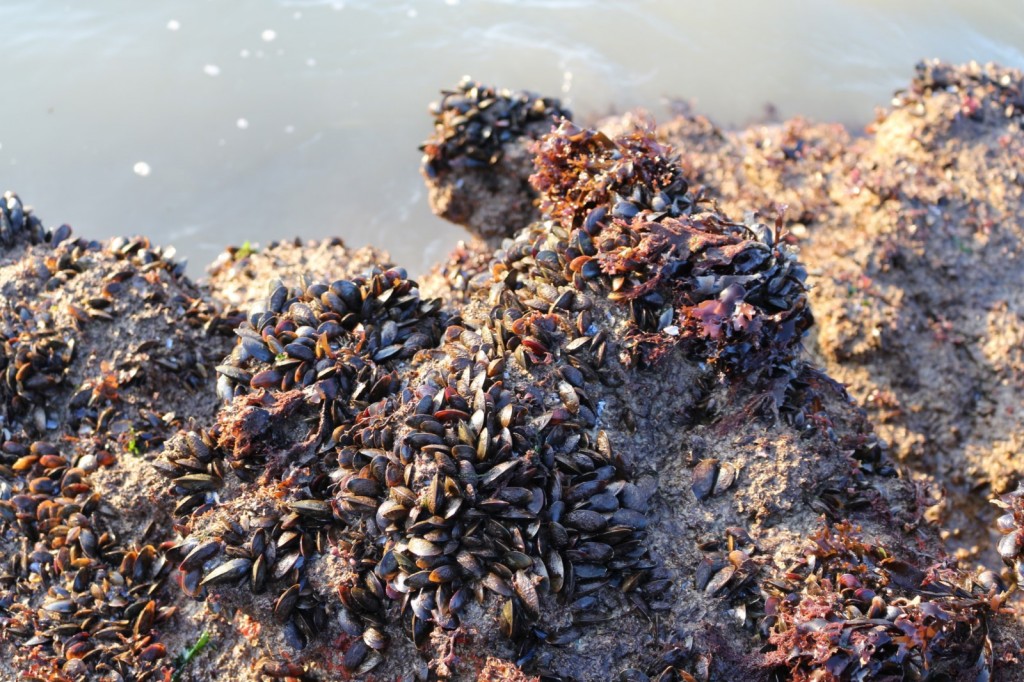 bouquet de moules [site]