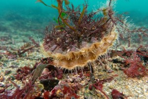 coquille ifremer